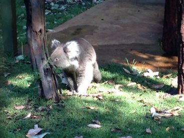 Koalas do alot of eating